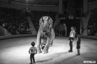 Шоу слонов в Тульском цирке, Фото: 69