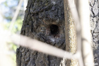 Кто и как решает, какие деревья нужно удалять в Центральном парке Тулы, Фото: 10