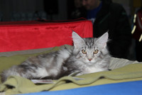 В Туле прошла международная выставка кошек, Фото: 44