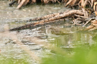 Фотографии дикой природы Даниила Маликова., Фото: 11