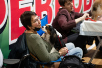 В Туле прошла выставка собак всех пород, Фото: 162