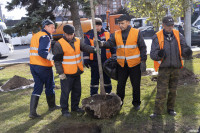 Глава администрации Тулы принял участие в высадке клёнов на Красноармейском проспекте, Фото: 7