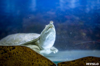 Черепахи в экзотариуме, Фото: 23
