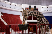 Цирк больших зверей в Туле: милый жираф Багир готов целовать и удивлять зрителей, Фото: 19