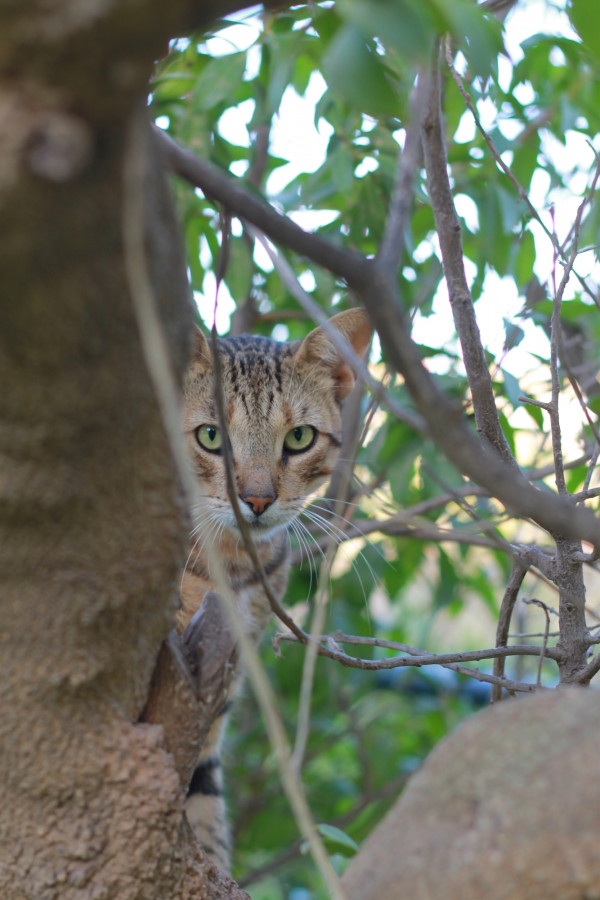 Кошки Туниса пугливы, но любознательны)