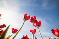 Тюльпаны в Туле, Фото: 10