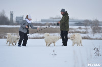Праздник северных собак на Куликовом поле , Фото: 43