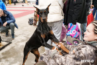 Сиба-ину, шпицы и алабаи: в Туле состоялась выставка собак, Фото: 66