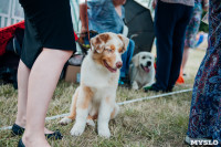 Всероссийская выставка собак в Туле, Фото: 41
