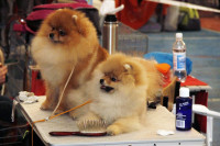 В Туле прошла всероссийская выставка собак, Фото: 2