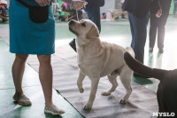 Выставка собак в Туле 24.11, Фото: 61