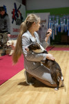В Туле прошла выставка собак всех пород, Фото: 84