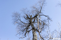 Кто и как решает, какие деревья нужно удалять в Центральном парке Тулы, Фото: 11