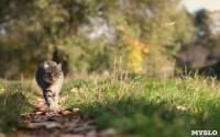 Коты и кошки в Туле, Фото: 16