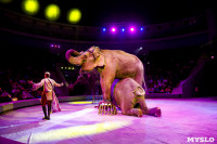 Цирк Инди Ра, Фото: 71