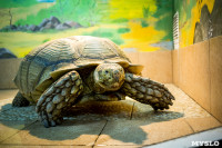 Черепахи в экзотариуме, Фото: 27