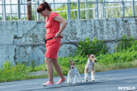 Выставка собак в Туле, Фото: 94