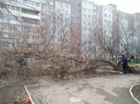 Сильный ветер в Туле повалил деревья, Фото: 2