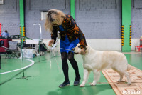 Выставка собак в Туле , Фото: 55