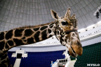 Цирк больших зверей в Туле: милый жираф Багир готов целовать и удивлять зрителей, Фото: 20