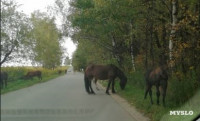 Табун лошадей у Сеженского леса, Фото: 6