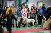 Выставка собак в Туле, Фото: 195