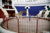Цирк больших зверей в Туле: милый жираф Багир готов целовать и удивлять зрителей, Фото: 5