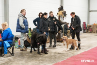 Сиба-ину, шпицы и алабаи: в Туле состоялась выставка собак, Фото: 45