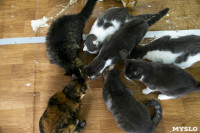 Кошки из адской квартиры, Фото: 35