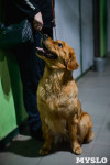 Выставка собак в Туле , Фото: 57