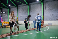 Выставка собак в Туле , Фото: 60