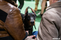 Выставка собак в Туле 24.11, Фото: 105