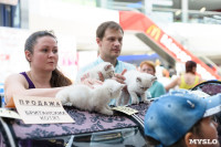 Выставка кошек клуба "Белиссима", Фото: 34