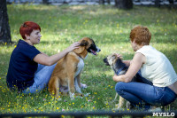 В Центральном парке Тулы проходит фестиваль помощи животным, Фото: 22