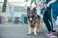 Всероссийская выставка собак в Туле, Фото: 30
