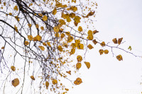 Золотая осень по-тульски, Фото: 119
