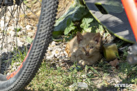 Владелица закрытого судом приюта «Счастливый» организовала кошачье общежитие в квартире в Одоеве, Фото: 17