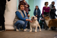 Выставка собак в ДК "Косогорец", Фото: 104