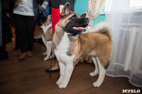 Выставка собак в Туле, 29.11.2015, Фото: 75
