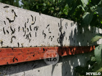Деревню под Тулой атаковали прожорливые гусеницы , Фото: 6