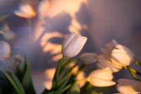 Как выращивают тюльпаны, Фото: 7