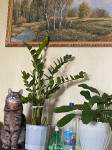 Тульские коты, которых достали хозяева на самоизоляции, Фото: 11