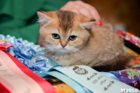 Выставка кошек в Искре, Фото: 83