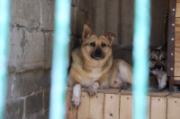 Истории питомцев тульского приюта «Любимец»– в международный день собак, Фото: 10