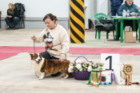 Сиба-ину, шпицы и алабаи: в Туле состоялась выставка собак, Фото: 52