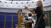 Фитнес для тигрят: как воспитываются будущие звезды цирка?, Фото: 9