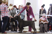 В Туле прошла Всероссийская выставка собак всех пород, Фото: 33
