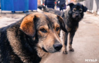 Дворняги, дворяне, двор-терьеры: 50 фото самых потрясающих уличных собак, Фото: 23