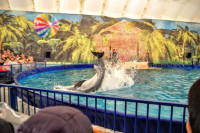 Шоу карибских дельфинов, Фото: 7