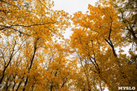 Золотая осень в Туле-2019, Фото: 24